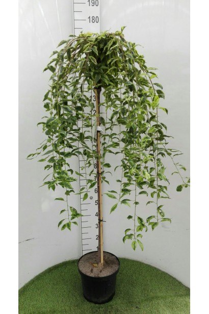 Вишня дрібнопильчаста Фрілі Фок штамб